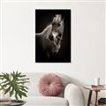 Picture of Ebony, the Horse _GroupedProduct_Rectangle_Portrait_Photography _GroupedProduct_Rectangle_Portrait_Canvas_