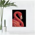 Picture of Flamingo Flame _GroupedProduct_Rectangle_Portrait_Photography _GroupedProduct_Rectangle_Portrait_Canvas_