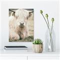 Picture of Furry Cow _GroupedProduct_Rectangle_Portrait_Photography _GroupedProduct_Rectangle_Portrait_Canvas_