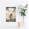 Picture of Furry Cow _GroupedProduct_Rectangle_Portrait_Photography _GroupedProduct_Rectangle_Portrait_Canvas_