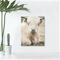 Picture of Furry Cow _GroupedProduct_Rectangle_Portrait_Photography _GroupedProduct_Rectangle_Portrait_Canvas_
