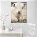 Picture of Furry Cow _GroupedProduct_Rectangle_Portrait_Photography _GroupedProduct_Rectangle_Portrait_Canvas_