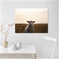 Picture of Grazing Sheep  _GroupedProduct_Rectangle_Landscape_Photography _GroupedProduct_Rectangle_Landscape_Canvas_