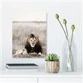 Picture of Lion Stare _GroupedProduct_Rectangle_Portrait_Photography _GroupedProduct_Rectangle_Portrait_Canvas_