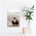 Picture of Lion Stare _GroupedProduct_Rectangle_Portrait_Photography _GroupedProduct_Rectangle_Portrait_Canvas_
