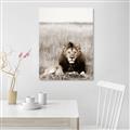Picture of Lion Stare _GroupedProduct_Rectangle_Portrait_Photography _GroupedProduct_Rectangle_Portrait_Canvas_