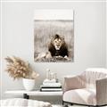 Picture of Lion Stare _GroupedProduct_Rectangle_Portrait_Photography _GroupedProduct_Rectangle_Portrait_Canvas_