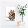 Picture of Dried Flower I  _GroupedProduct_Rectangle_Portrait_Photography _GroupedProduct_Rectangle_Portrait_Canvas_Framed_
