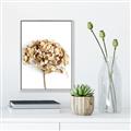 Picture of Dried Hydrangea _GroupedProduct_Rectangle_Portrait_Photography _GroupedProduct_Rectangle_Portrait_Canvas_Framed_