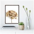 Picture of Dried Hydrangea _GroupedProduct_Rectangle_Portrait_Photography _GroupedProduct_Rectangle_Portrait_Canvas_Framed_