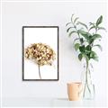 Picture of Dried Hydrangea _GroupedProduct_Rectangle_Portrait_Photography _GroupedProduct_Rectangle_Portrait_Canvas_Framed_