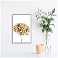 Picture of Dried Hydrangea _GroupedProduct_Rectangle_Portrait_Photography _GroupedProduct_Rectangle_Portrait_Canvas_Framed_
