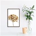 Picture of Dried Hydrangea _GroupedProduct_Rectangle_Portrait_Photography _GroupedProduct_Rectangle_Portrait_Canvas_Framed_