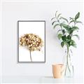 Picture of Dried Hydrangea _GroupedProduct_Rectangle_Portrait_Photography _GroupedProduct_Rectangle_Portrait_Canvas_Framed_
