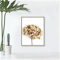 Picture of Dried Hydrangea _GroupedProduct_Rectangle_Portrait_Photography _GroupedProduct_Rectangle_Portrait_Canvas_Framed_