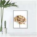 Picture of Dried Hydrangea _GroupedProduct_Rectangle_Portrait_Photography _GroupedProduct_Rectangle_Portrait_Canvas_Framed_