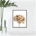 Picture of Dried Hydrangea _GroupedProduct_Rectangle_Portrait_Photography _GroupedProduct_Rectangle_Portrait_Canvas_Framed_