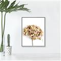 Picture of Dried Hydrangea _GroupedProduct_Rectangle_Portrait_Photography _GroupedProduct_Rectangle_Portrait_Canvas_Framed_