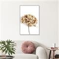 Picture of Dried Hydrangea _GroupedProduct_Rectangle_Portrait_Photography _GroupedProduct_Rectangle_Portrait_Canvas_Framed_