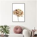 Picture of Dried Hydrangea _GroupedProduct_Rectangle_Portrait_Photography _GroupedProduct_Rectangle_Portrait_Canvas_Framed_