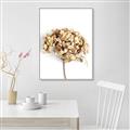 Picture of Dried Hydrangea _GroupedProduct_Rectangle_Portrait_Photography _GroupedProduct_Rectangle_Portrait_Canvas_Framed_