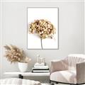 Picture of Dried Hydrangea _GroupedProduct_Rectangle_Portrait_Photography _GroupedProduct_Rectangle_Portrait_Canvas_Framed_