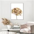 Picture of Dried Hydrangea _GroupedProduct_Rectangle_Portrait_Photography _GroupedProduct_Rectangle_Portrait_Canvas_Framed_