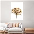 Picture of Dried Hydrangea _GroupedProduct_Rectangle_Portrait_Photography _GroupedProduct_Rectangle_Portrait_Canvas_Framed_