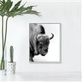 Picture of Buffalo Bill _GroupedProduct_Rectangle_Portrait_Photography _GroupedProduct_Rectangle_Portrait_Canvas_Framed_