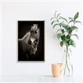 Picture of Ebony, the Horse _GroupedProduct_Rectangle_Portrait_Photography _GroupedProduct_Rectangle_Portrait_Canvas_Framed_