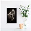 Picture of Ebony, the Horse _GroupedProduct_Rectangle_Portrait_Photography _GroupedProduct_Rectangle_Portrait_Canvas_Framed_