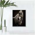 Picture of Ebony, the Horse _GroupedProduct_Rectangle_Portrait_Photography _GroupedProduct_Rectangle_Portrait_Canvas_Framed_