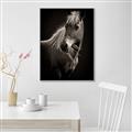 Picture of Ebony, the Horse _GroupedProduct_Rectangle_Portrait_Photography _GroupedProduct_Rectangle_Portrait_Canvas_Framed_