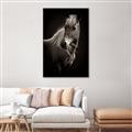 Picture of Ebony, the Horse _GroupedProduct_Rectangle_Portrait_Photography _GroupedProduct_Rectangle_Portrait_Canvas_Framed_