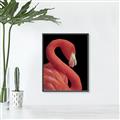 Picture of Flamingo Flame _GroupedProduct_Rectangle_Portrait_Photography _GroupedProduct_Rectangle_Portrait_Canvas_Framed_