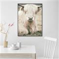 Picture of Furry Cow _GroupedProduct_Rectangle_Portrait_Photography _GroupedProduct_Rectangle_Portrait_Canvas_Framed_