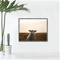 Picture of Grazing Sheep  _GroupedProduct_Rectangle_Landscape_Photography _GroupedProduct_Rectangle_Landscape_Canvas_Framed_