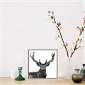Picture of James, the Stag  _GroupedProduct_Square_Photography _GroupedProduct_Square_Canvas_Framed_