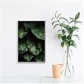 Picture of Jungle Leaves  _GroupedProduct_Rectangle_Portrait_Photography _GroupedProduct_Rectangle_Portrait_Canvas_Framed_