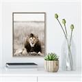 Picture of Lion Stare _GroupedProduct_Rectangle_Portrait_Photography _GroupedProduct_Rectangle_Portrait_Canvas_Framed_