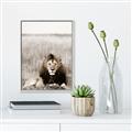 Picture of Lion Stare _GroupedProduct_Rectangle_Portrait_Photography _GroupedProduct_Rectangle_Portrait_Canvas_Framed_