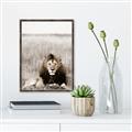 Picture of Lion Stare _GroupedProduct_Rectangle_Portrait_Photography _GroupedProduct_Rectangle_Portrait_Canvas_Framed_