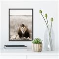Picture of Lion Stare _GroupedProduct_Rectangle_Portrait_Photography _GroupedProduct_Rectangle_Portrait_Canvas_Framed_