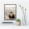 Picture of Lion Stare _GroupedProduct_Rectangle_Portrait_Photography _GroupedProduct_Rectangle_Portrait_Canvas_Framed_