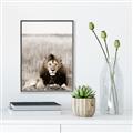 Picture of Lion Stare _GroupedProduct_Rectangle_Portrait_Photography _GroupedProduct_Rectangle_Portrait_Canvas_Framed_