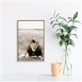Picture of Lion Stare _GroupedProduct_Rectangle_Portrait_Photography _GroupedProduct_Rectangle_Portrait_Canvas_Framed_