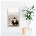 Picture of Lion Stare _GroupedProduct_Rectangle_Portrait_Photography _GroupedProduct_Rectangle_Portrait_Canvas_Framed_