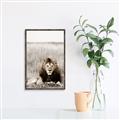 Picture of Lion Stare _GroupedProduct_Rectangle_Portrait_Photography _GroupedProduct_Rectangle_Portrait_Canvas_Framed_