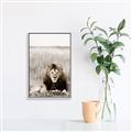 Picture of Lion Stare _GroupedProduct_Rectangle_Portrait_Photography _GroupedProduct_Rectangle_Portrait_Canvas_Framed_