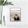 Picture of Lion Stare _GroupedProduct_Rectangle_Portrait_Photography _GroupedProduct_Rectangle_Portrait_Canvas_Framed_